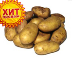 Картофель белый Белоруссия                       Цена за 1 кг    28 руб.